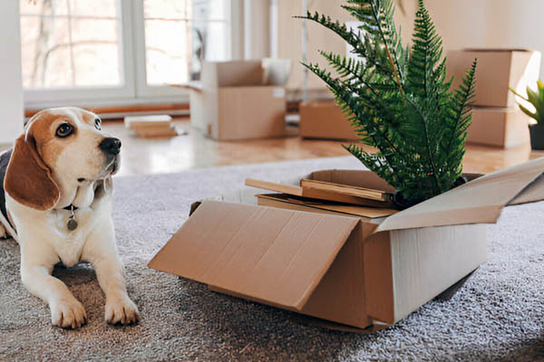 Secure Relocation Packers and Movers