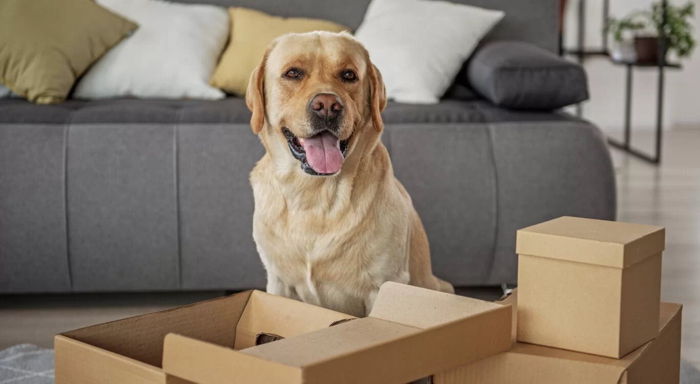 Secure Relocation Packers and Movers