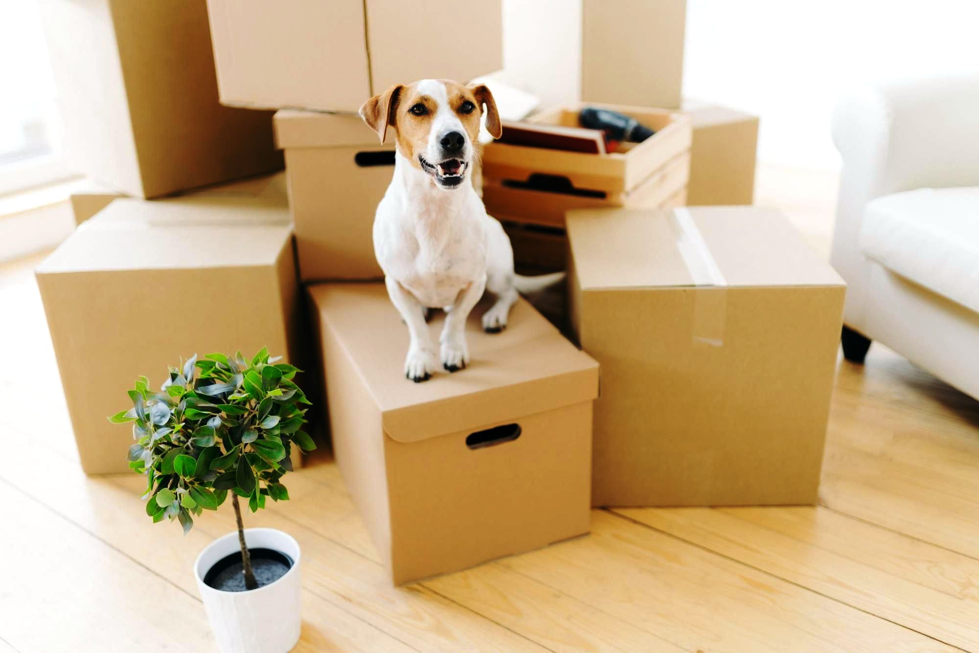 Secure Relocation Packers and Movers